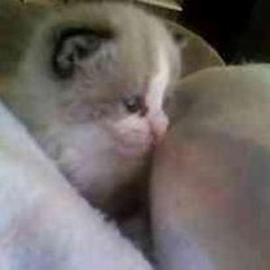 Meet your Posher, Roberta